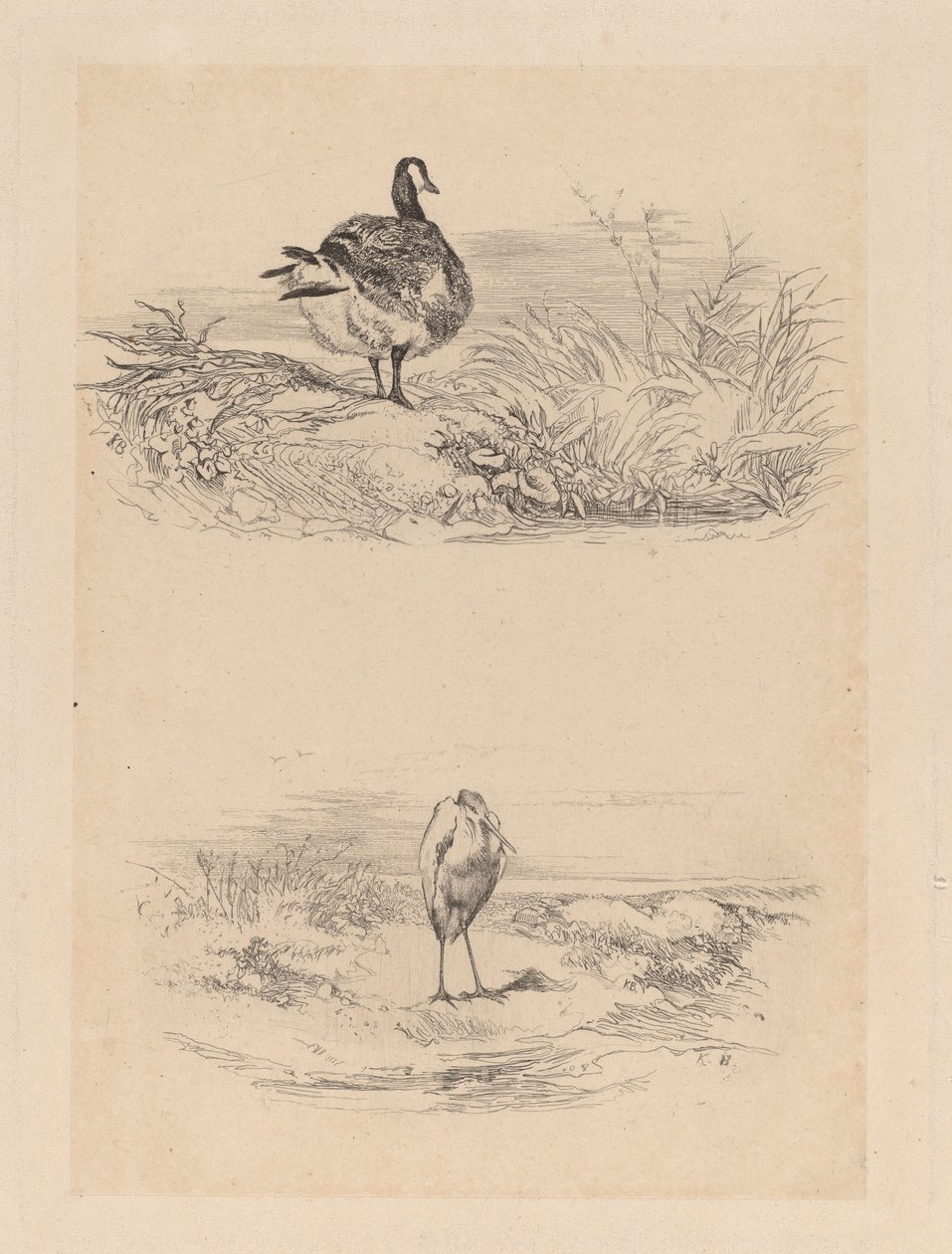 Goose, Heron by Karl Bodmer