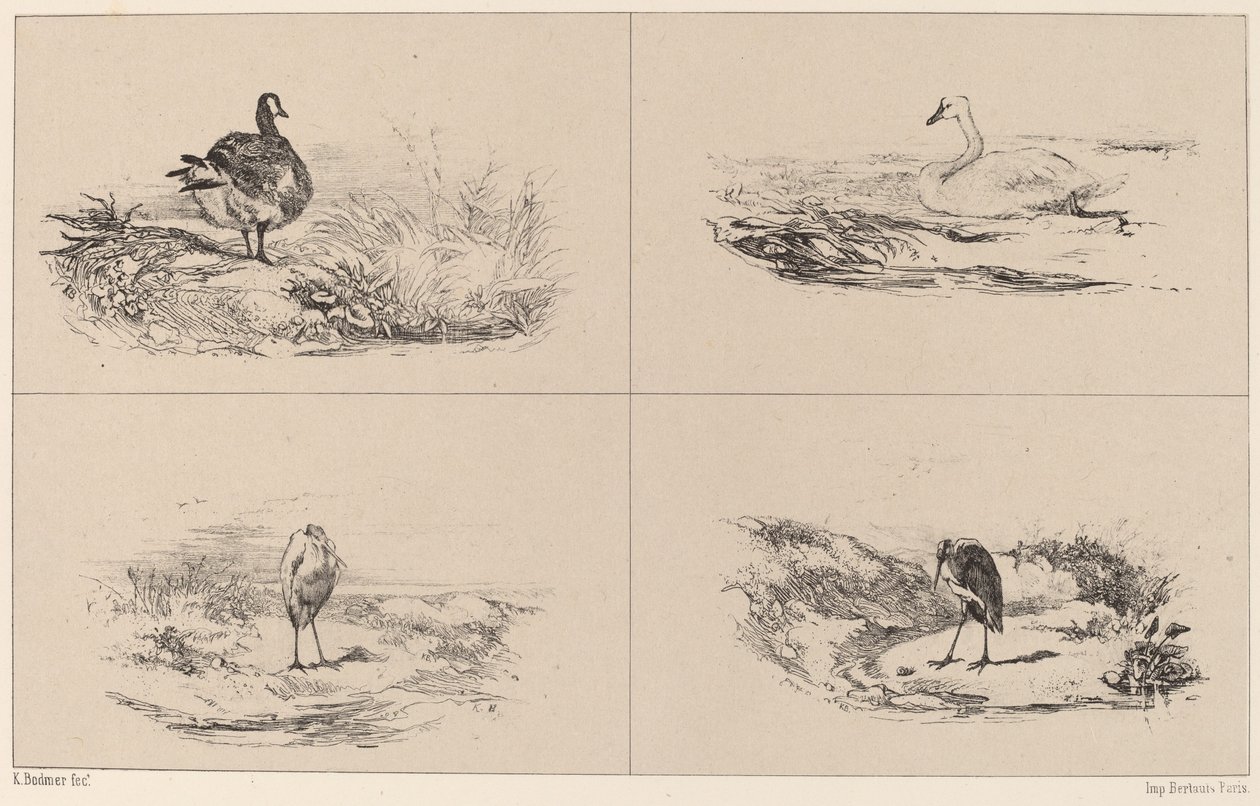 Geese, Swans, Herons by Karl Bodmer