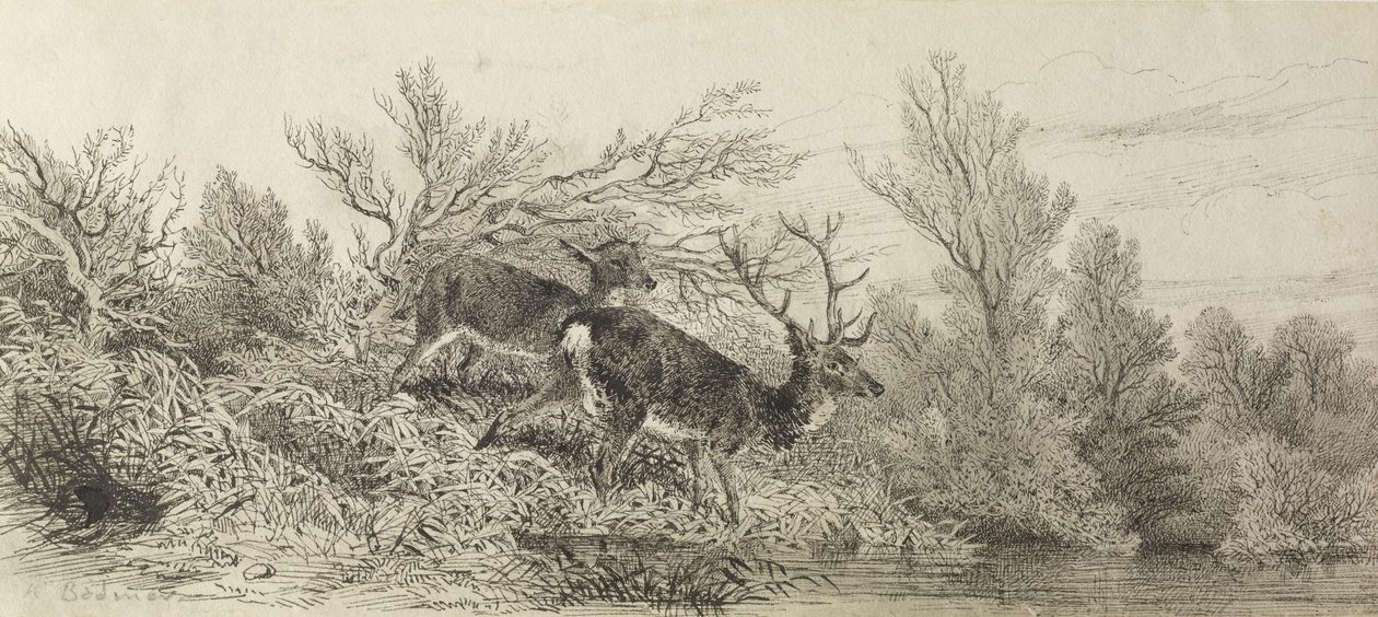 Stag In The Woods by Karl Bodmer