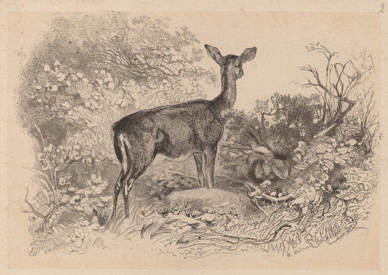 A Doe by Karl Bodmer