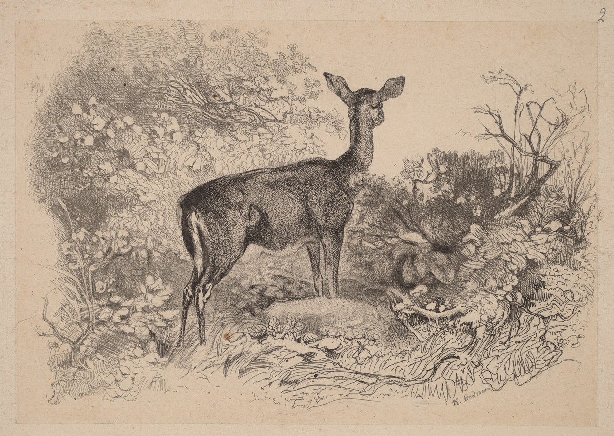 A Doe by Karl Bodmer