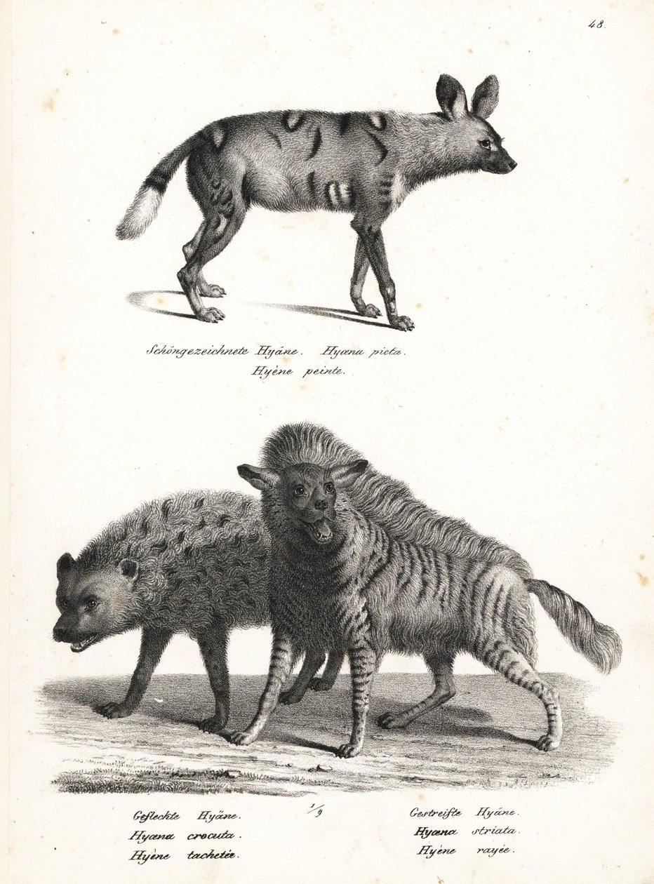 African Wild Dog, Spotted Hyena, and Striped Hyena by Karl Joseph Brodtmann