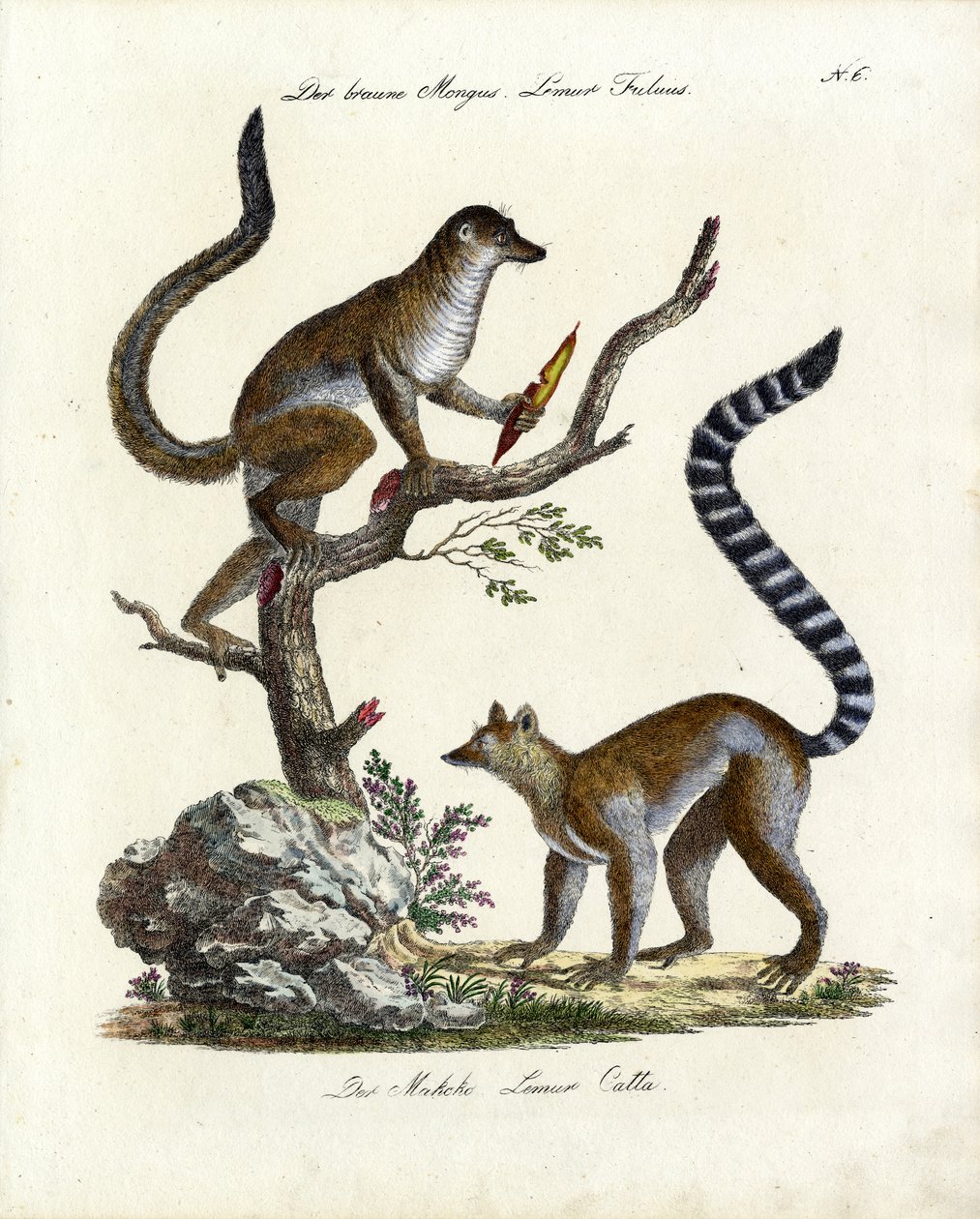 Brown Lemur and Ring-tailed Lemur by Karl Joseph Brodtmann