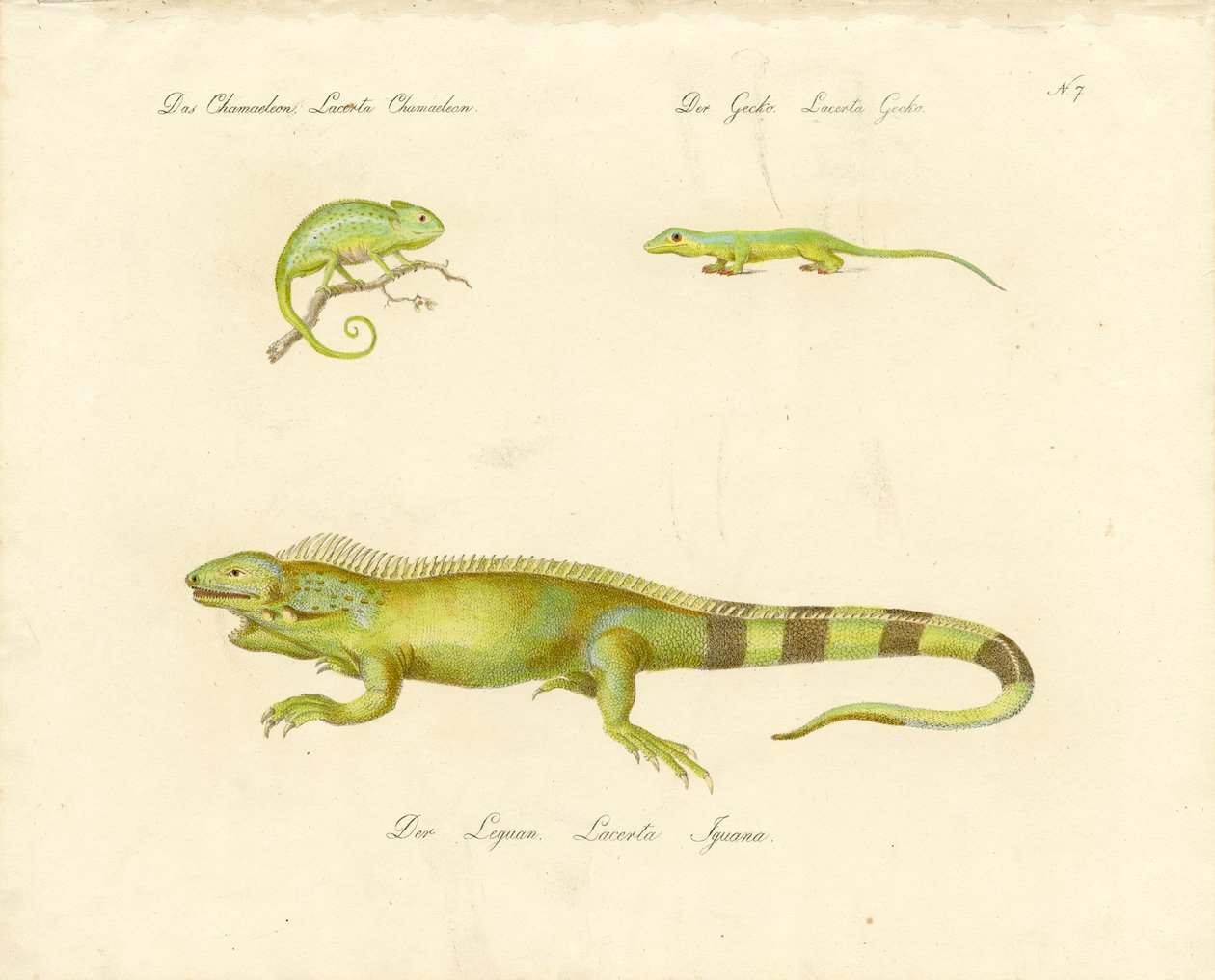 Chameleon, Gecko, and Iguana by Karl Joseph Brodtmann