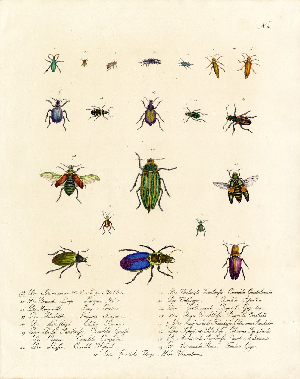 Diversity of Tiger Beetles and Other Beetle Species by Karl Joseph Brodtmann