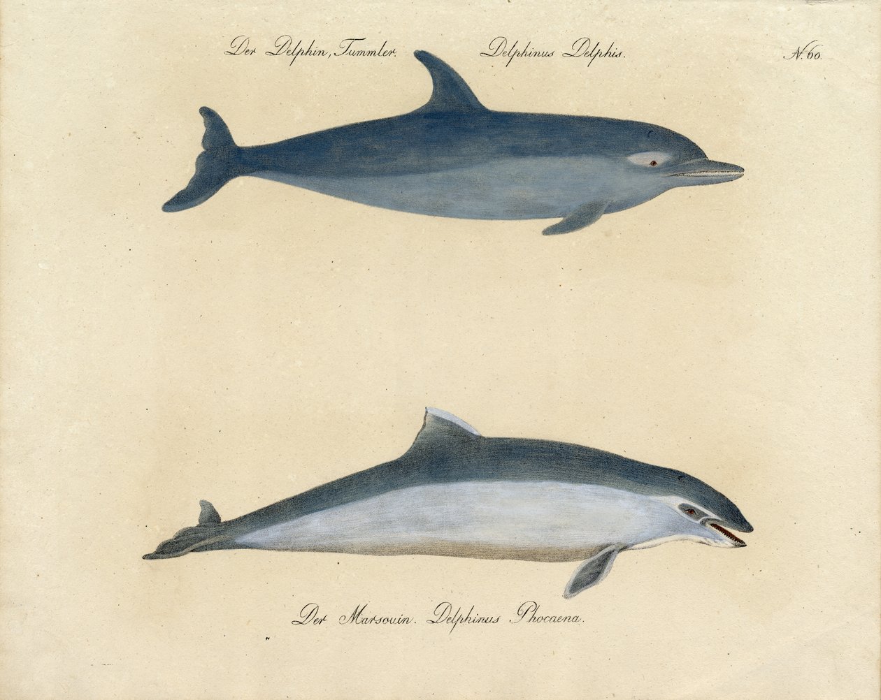 Dolphins by Karl Joseph Brodtmann