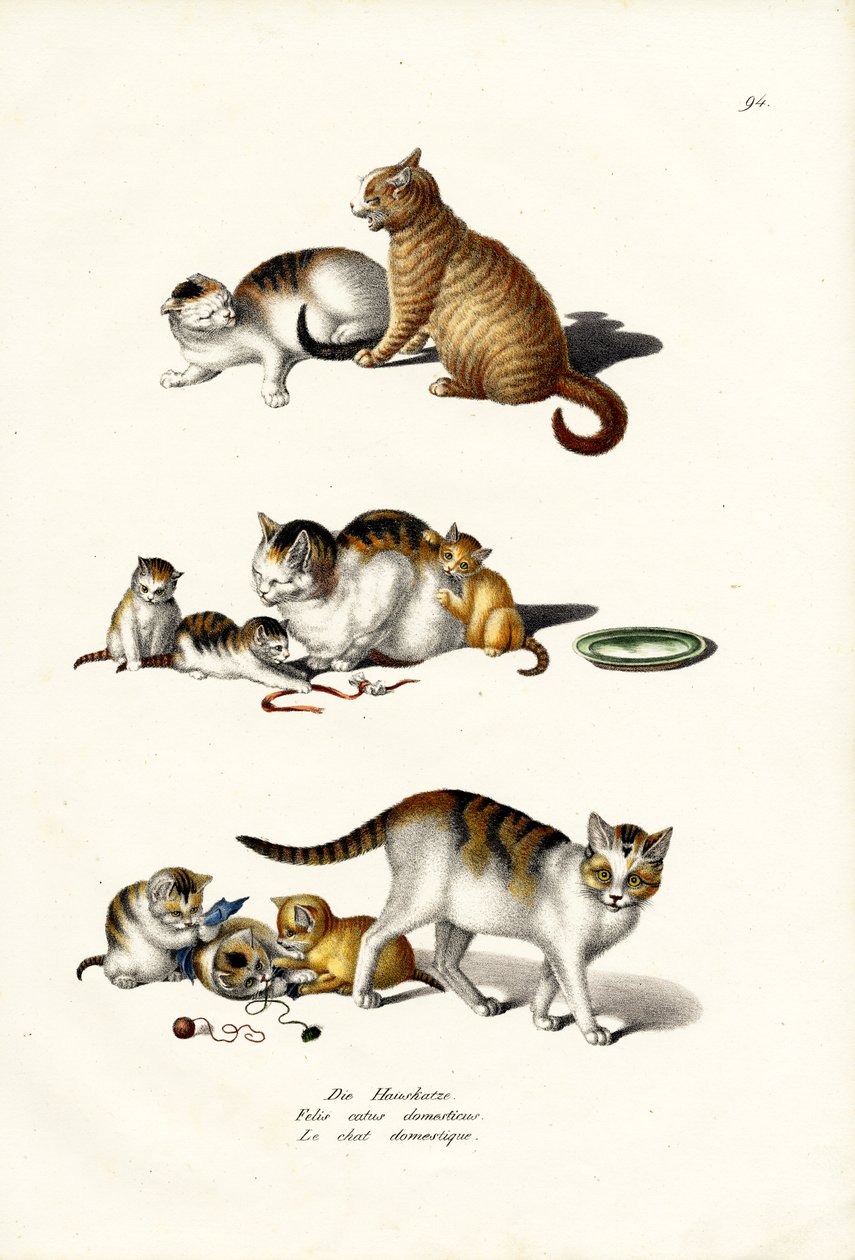 Domestic Cats by Karl Joseph Brodtmann