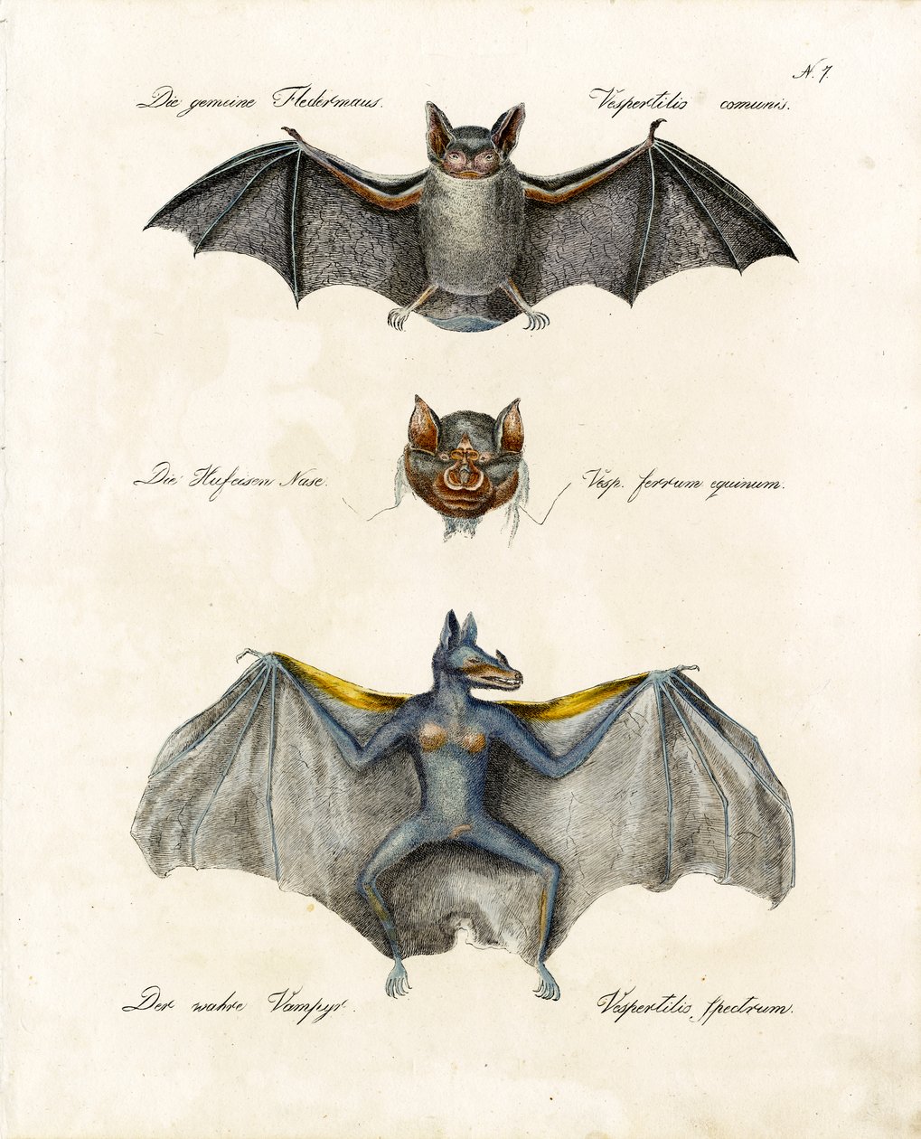 European Bat Species by Karl Joseph Brodtmann