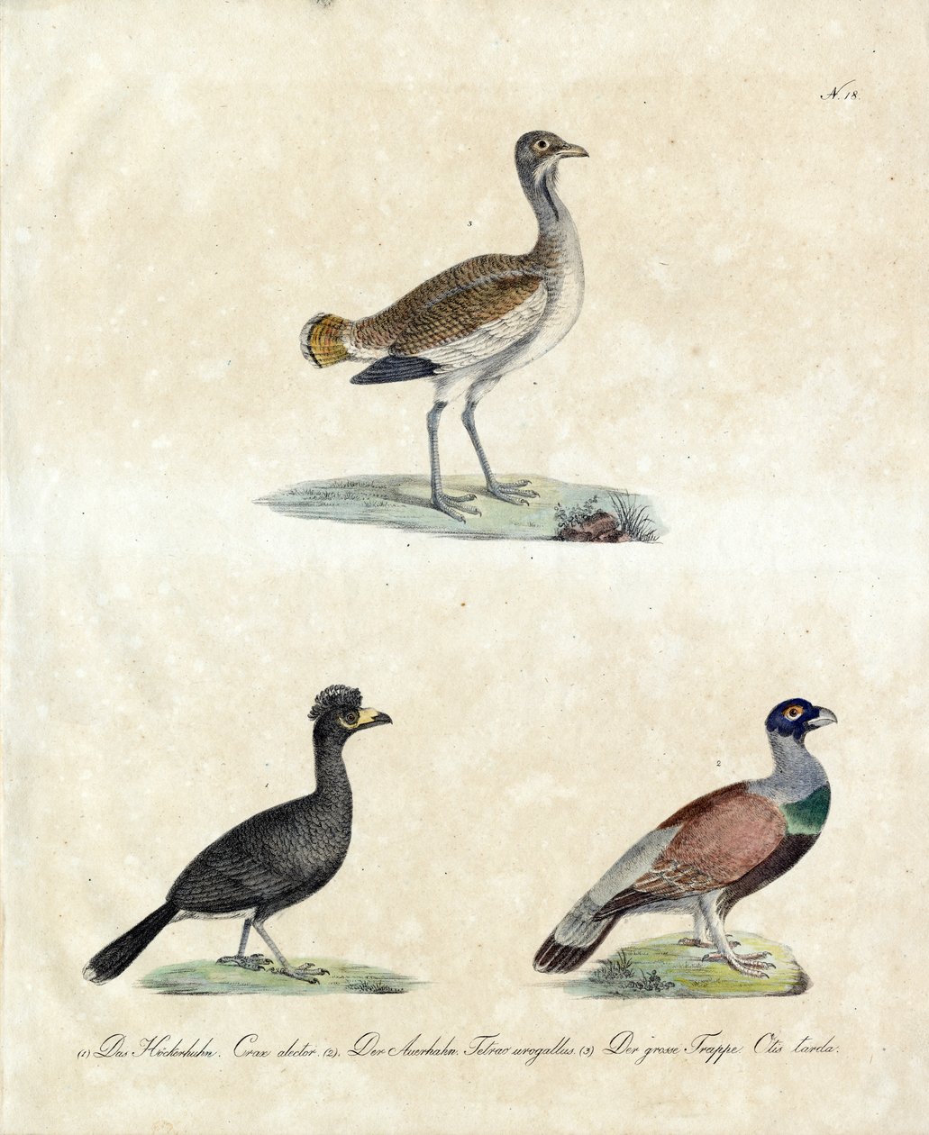 European Wild Birds by Karl Joseph Brodtmann