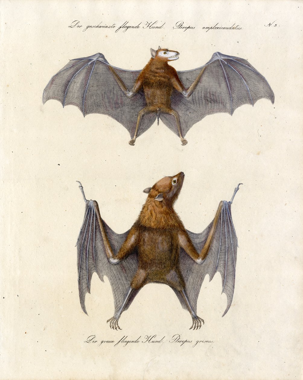 Flying Foxes by Karl Joseph Brodtmann