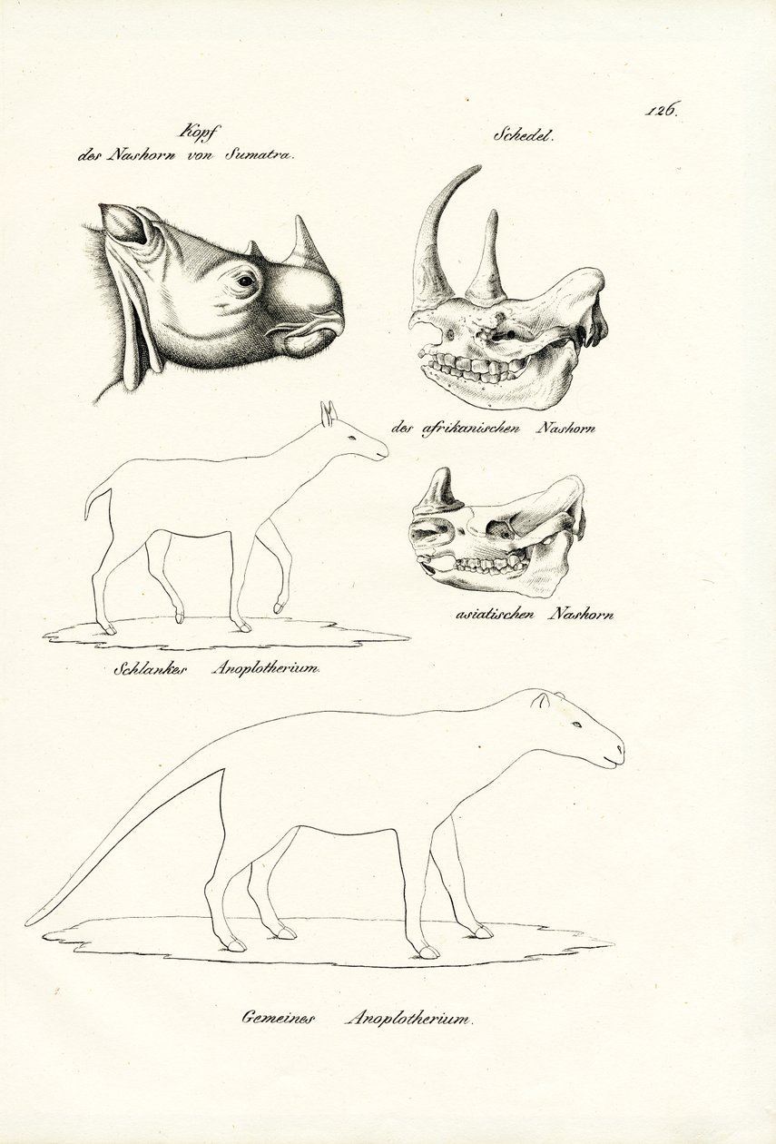 Head Of Sumatra-Rhinoceros by Karl Joseph Brodtmann