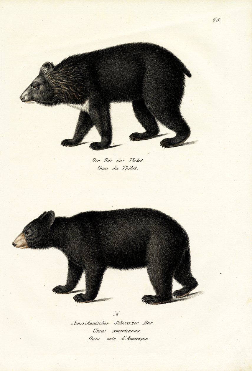 Himalayan Black Bear by Karl Joseph Brodtmann