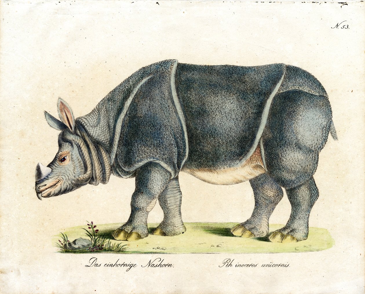 Indian Rhinoceros by Karl Joseph Brodtmann