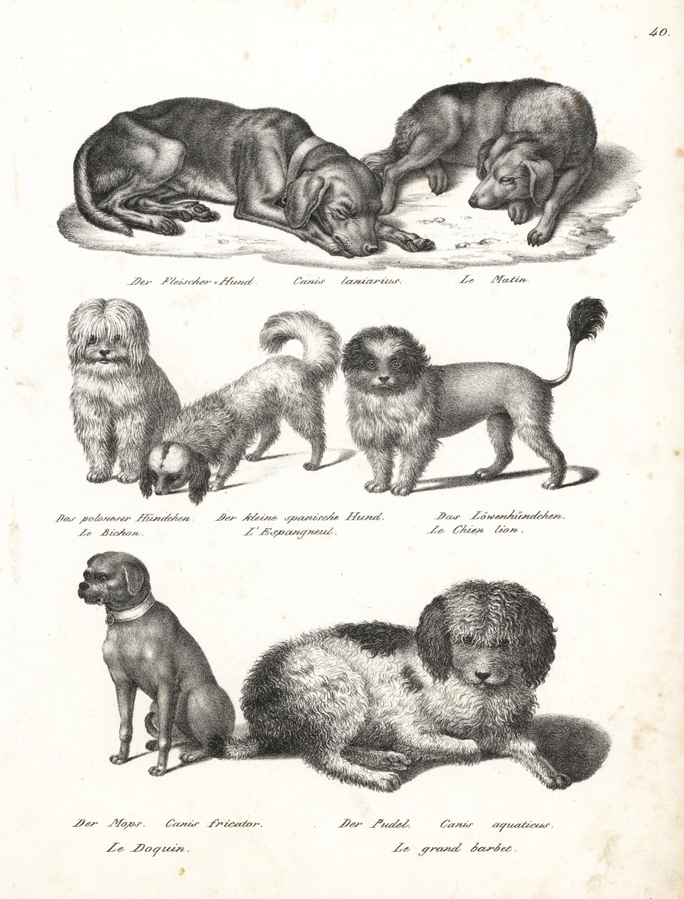 Chow chow deals hunting