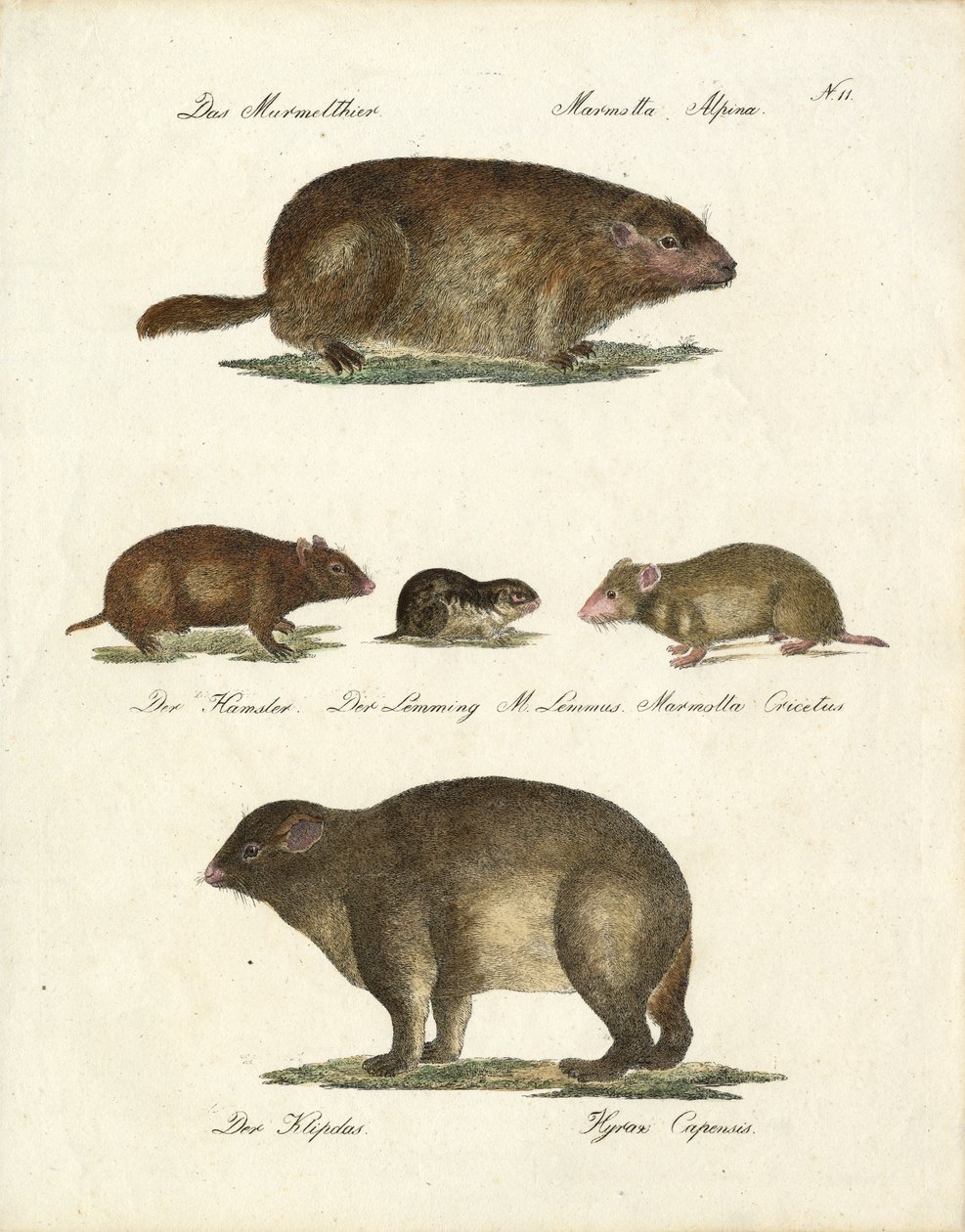 Marmot and Other Rodents by Karl Joseph Brodtmann