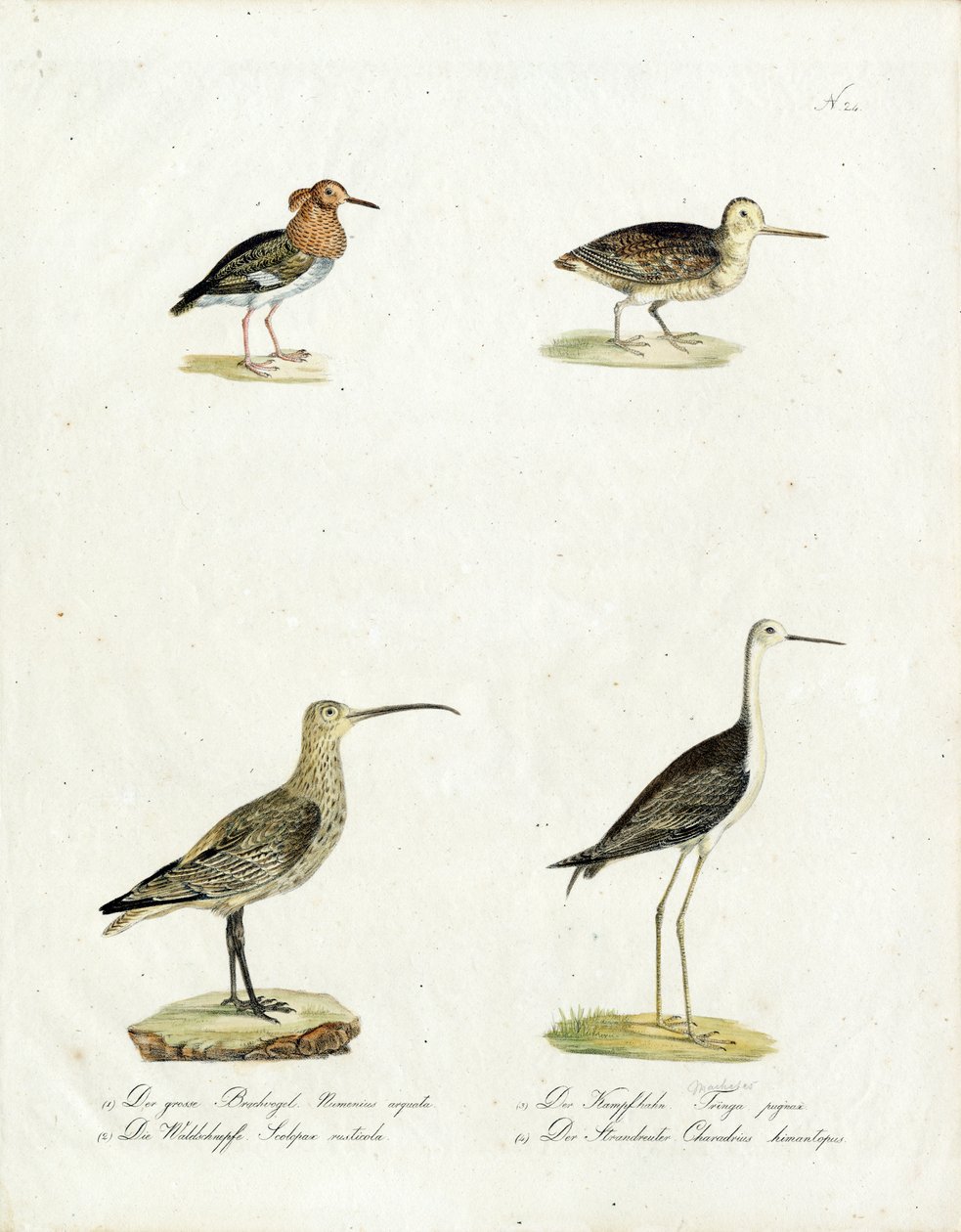 Native Marsh and Shore Birds by Karl Joseph Brodtmann
