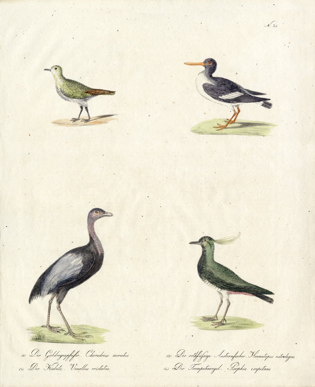 Native Wading and Running Birds by Karl Joseph Brodtmann
