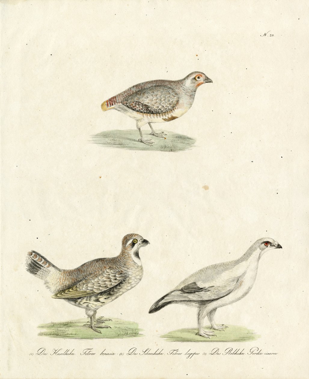 Partridge and Ptarmigan by Karl Joseph Brodtmann