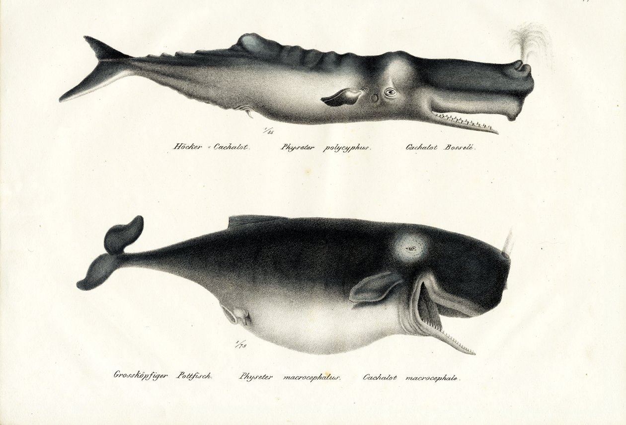 Sperm Whales by Karl Joseph Brodtmann