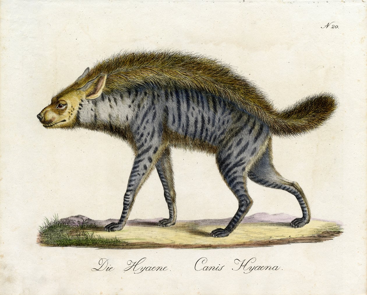 The Hyena by Karl Joseph Brodtmann