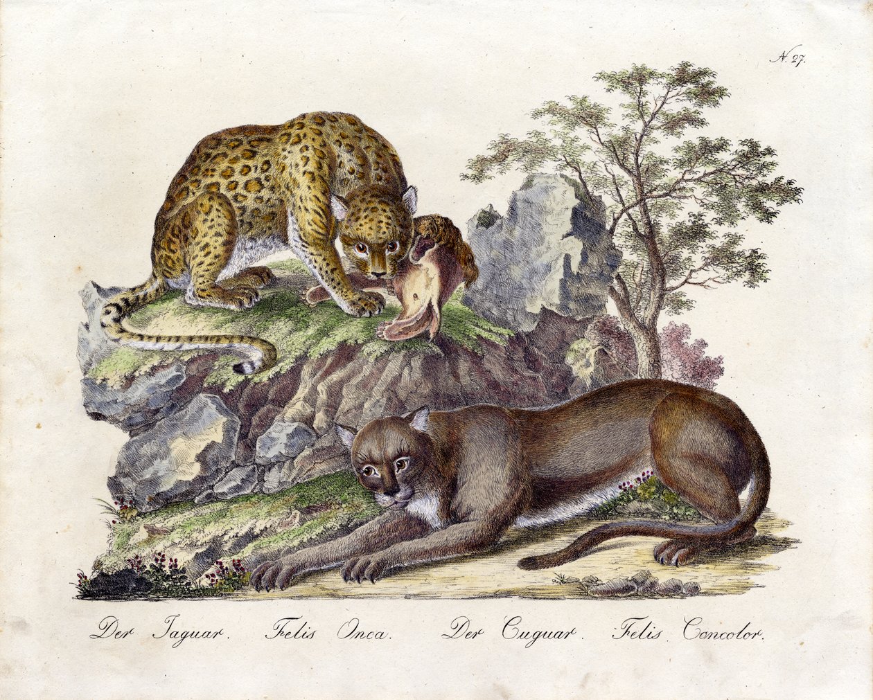 The Jaguar and the Cougar by Karl Joseph Brodtmann