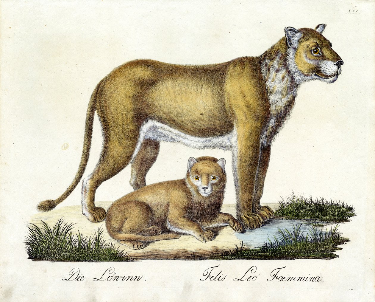 The Lioness with Cub by Karl Joseph Brodtmann