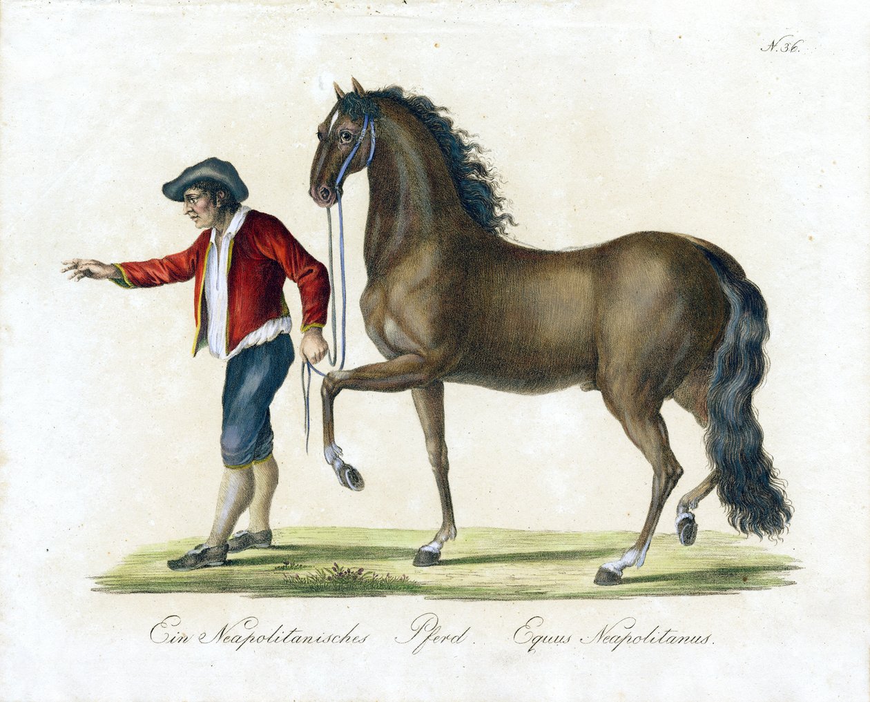 The Neapolitan Horse by Karl Joseph Brodtmann