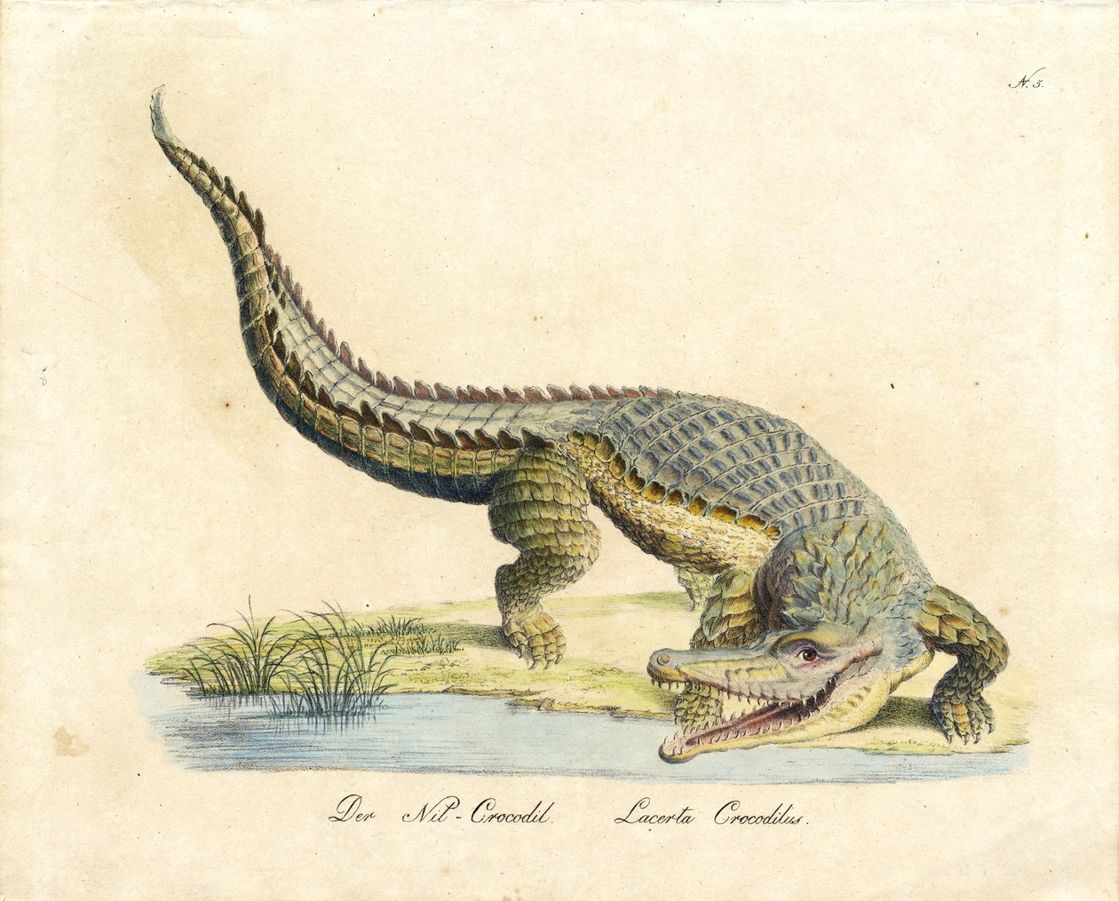 The Nile Crocodile by Karl Joseph Brodtmann