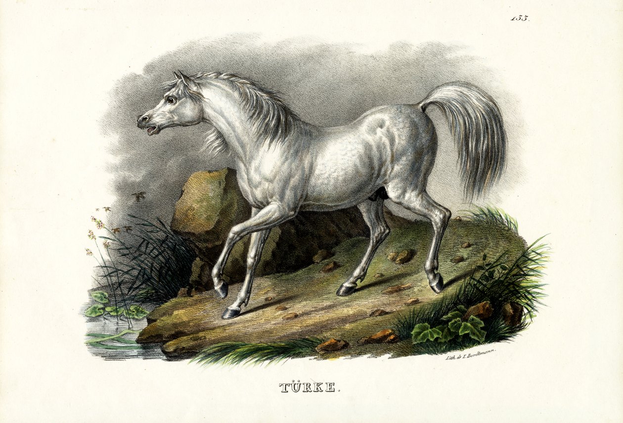 Turkish Horse, 1824 by Karl Joseph Brodtmann