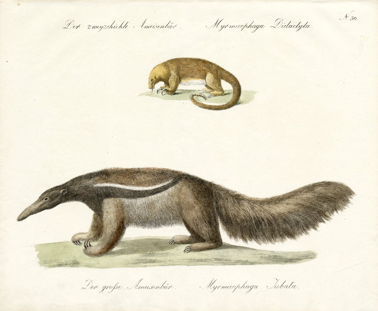 Two-toed and Giant Anteater by Karl Joseph Brodtmann
