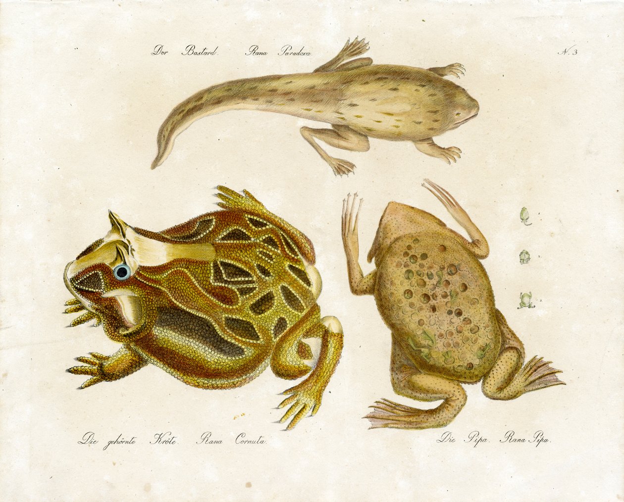 Various Frog Species by Karl Joseph Brodtmann