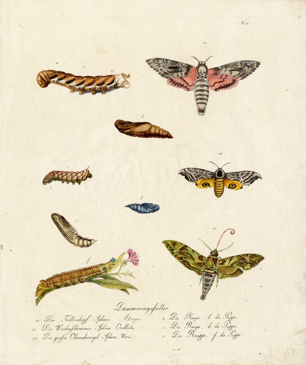 Various Hawk Moths by Karl Joseph Brodtmann