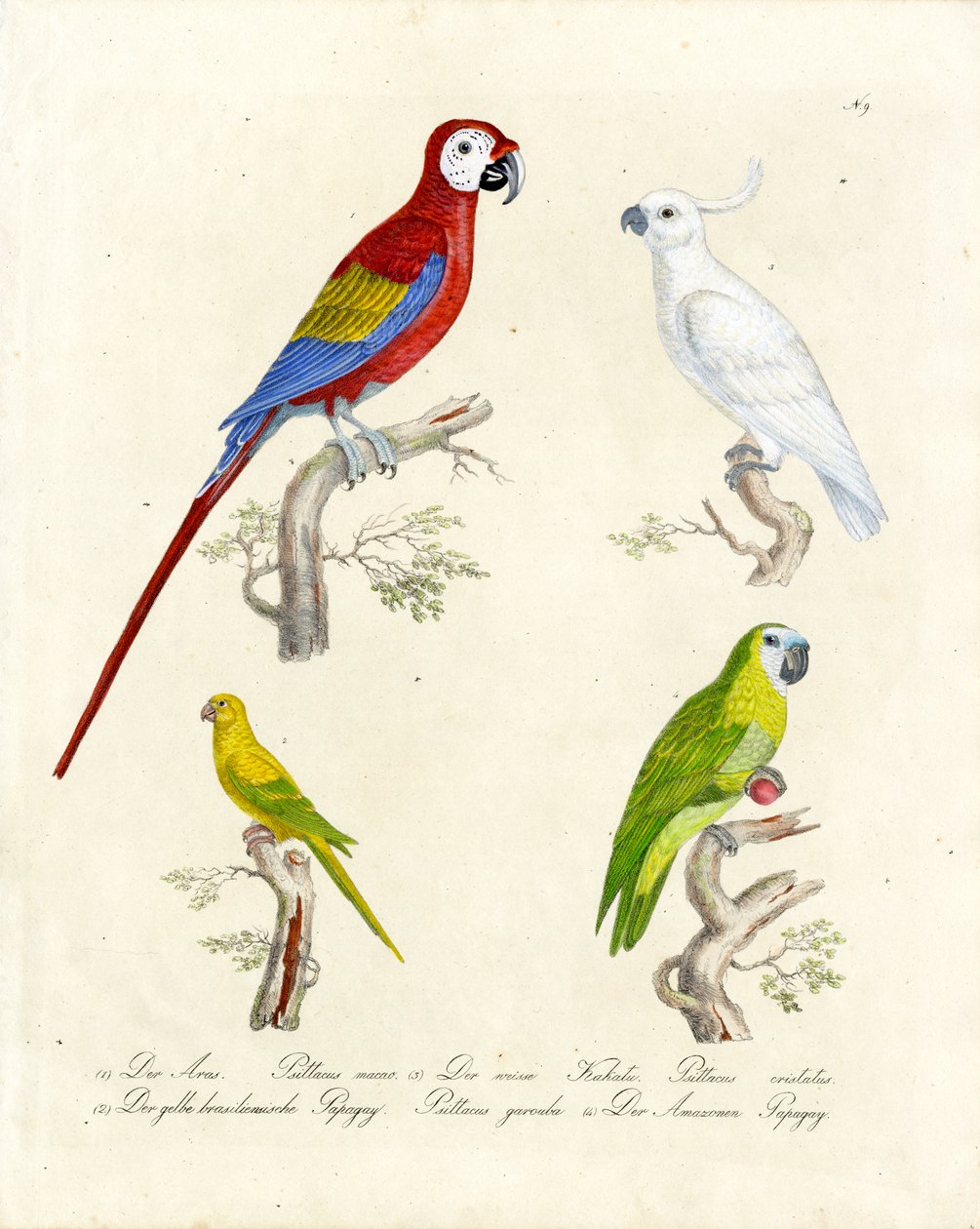 Various Parrot Species by Karl Joseph Brodtmann