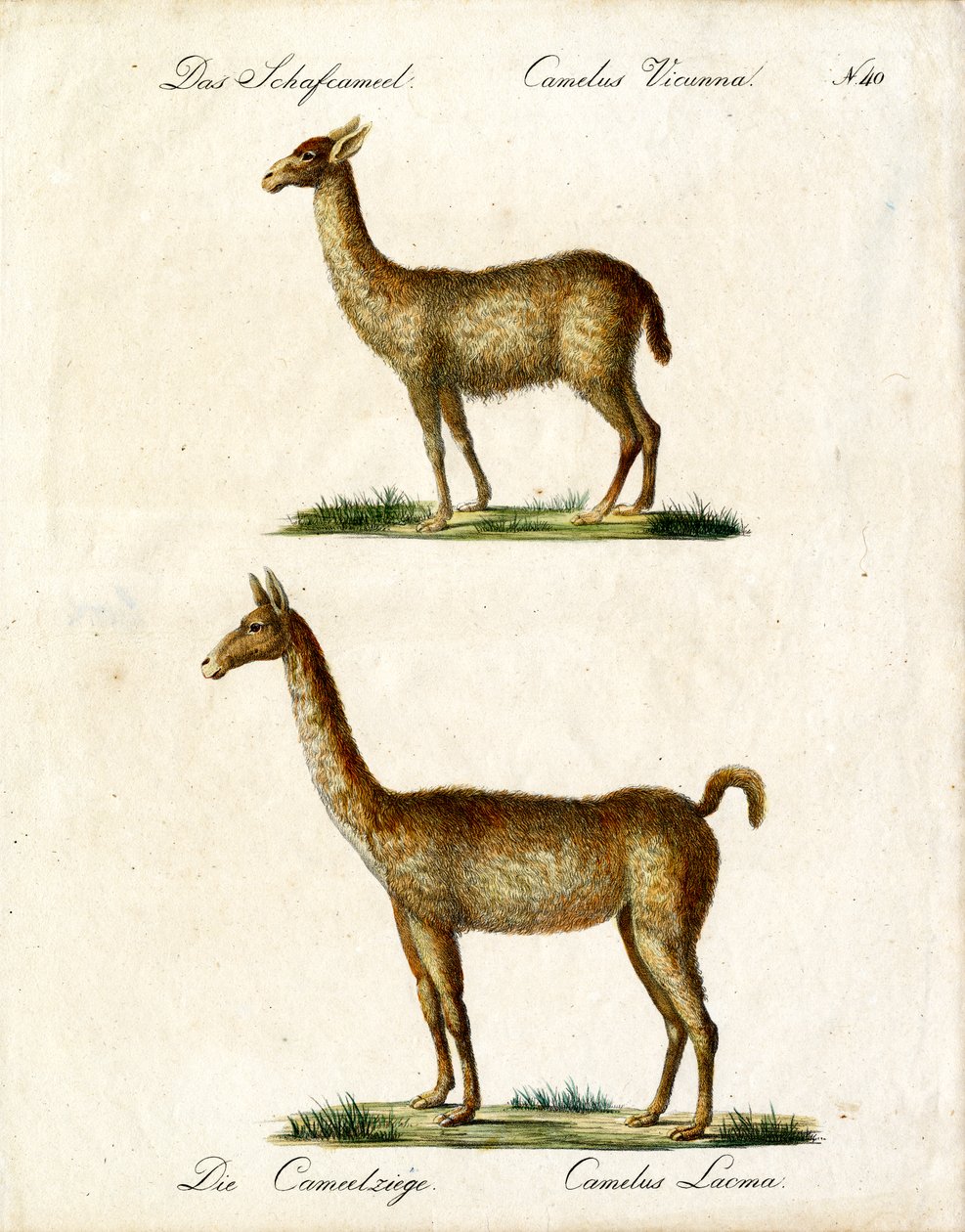 Vicuña and Llama by Karl Joseph Brodtmann