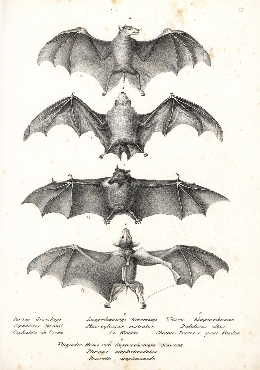 Western naked-backed fruit bat, long-tongued nectar bat, northern ghost bat, and Geoffroy