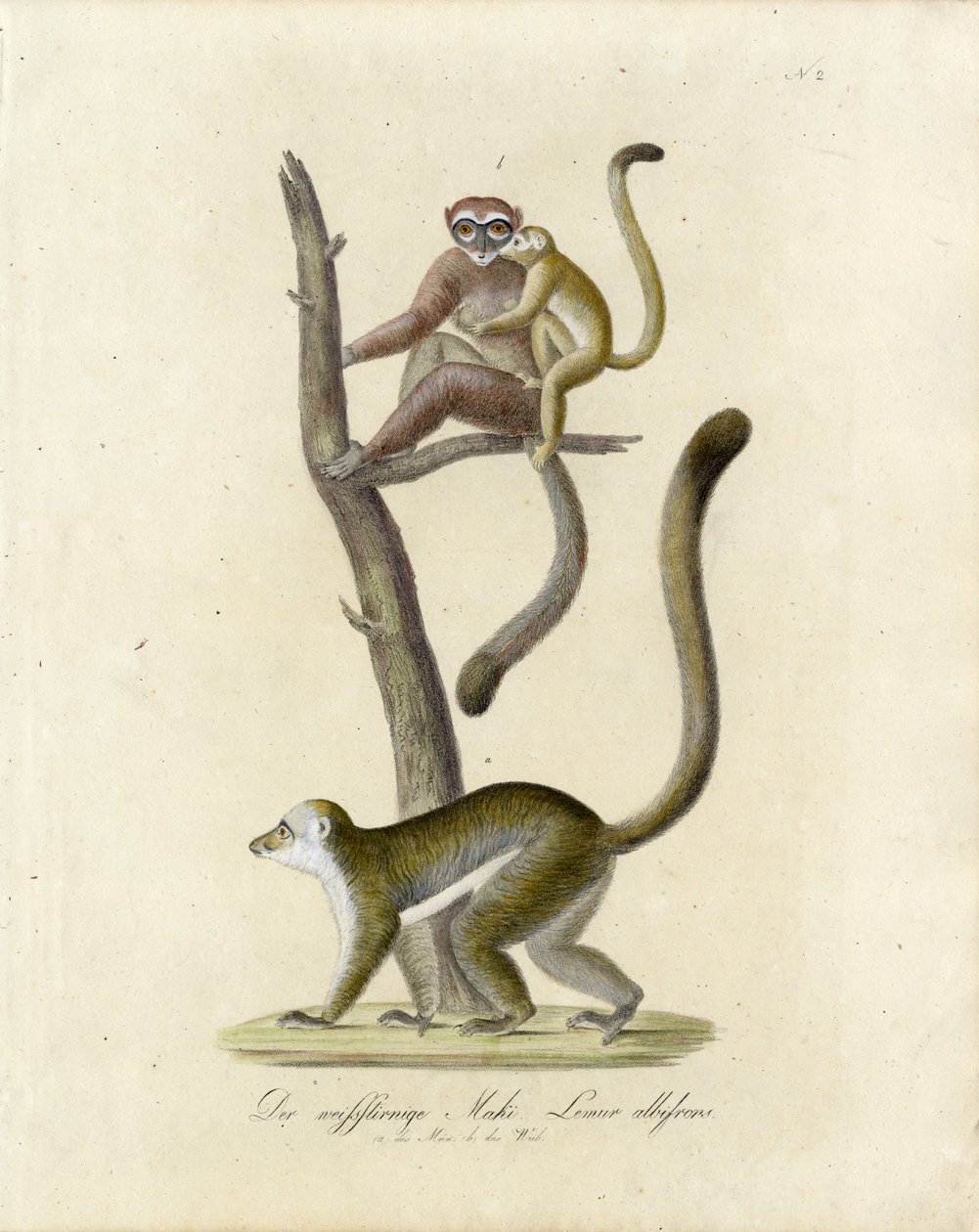 White-eared Lemurs by Karl Joseph Brodtmann