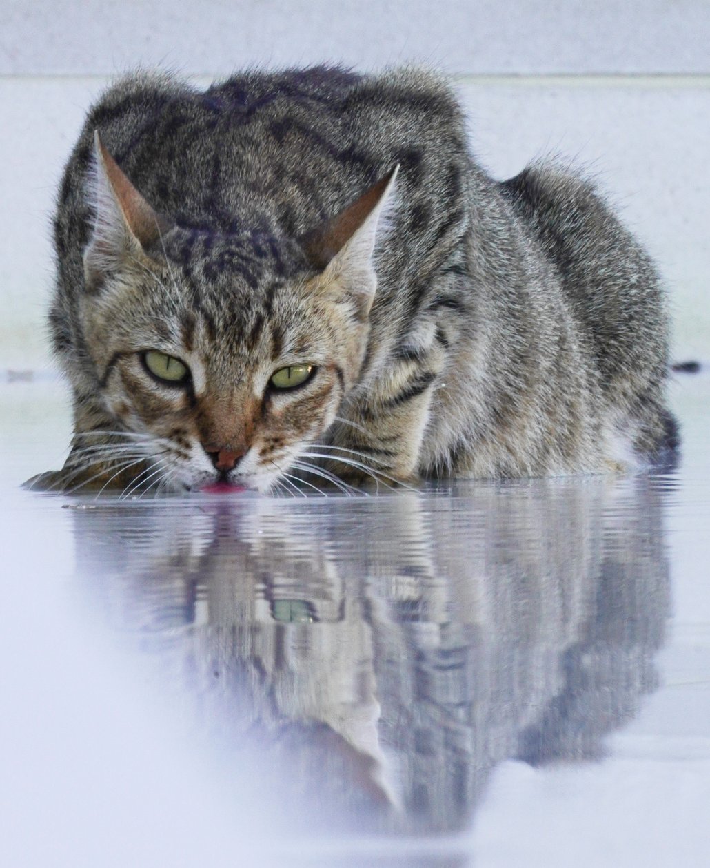 Cool Cat, 2022 by Katha Wood