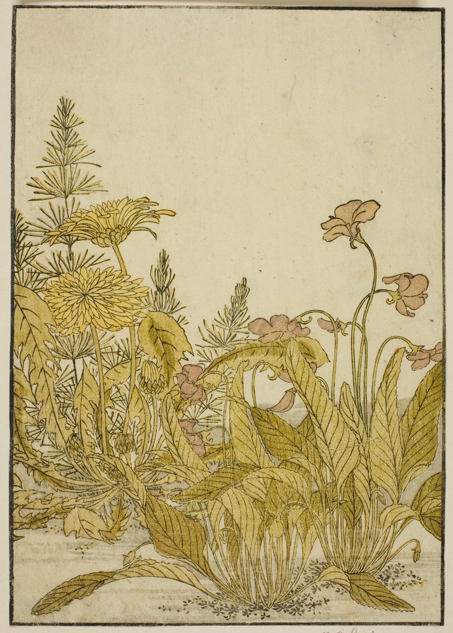 Spring Flowers: Violets and Dandelions, from the book 