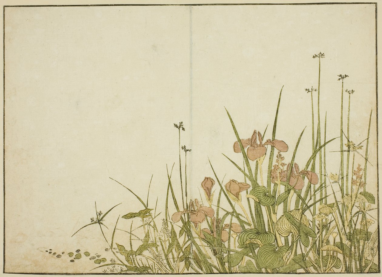 Summer Flowers: Irises and Water Plantains, from the book 