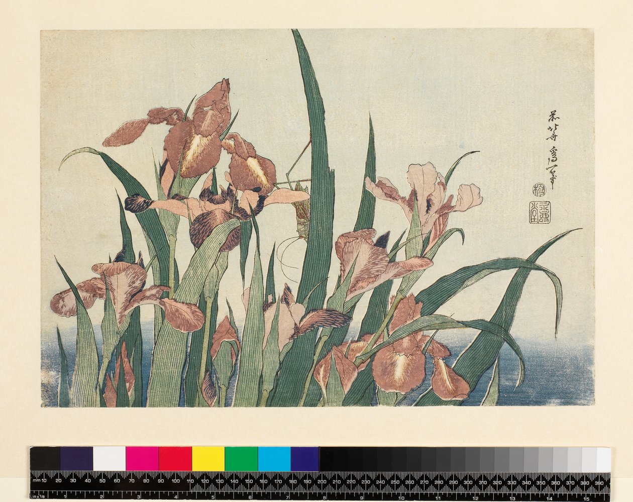 Irises and Grasshopper by Katsushika Hokusai