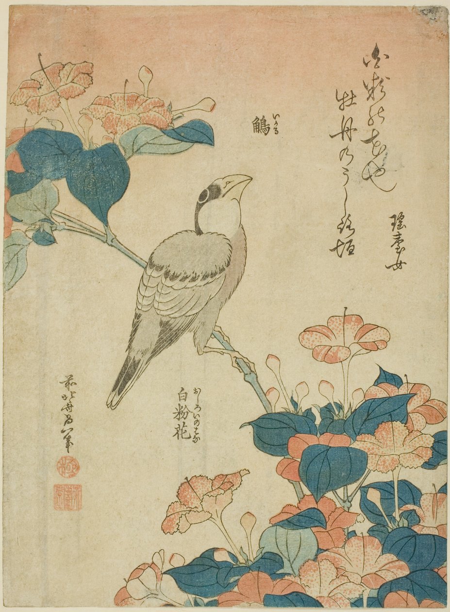Japanese Grosbeak and Marvel of Peru, from an untitled series of flowers and birds by Katsushika Hokusai