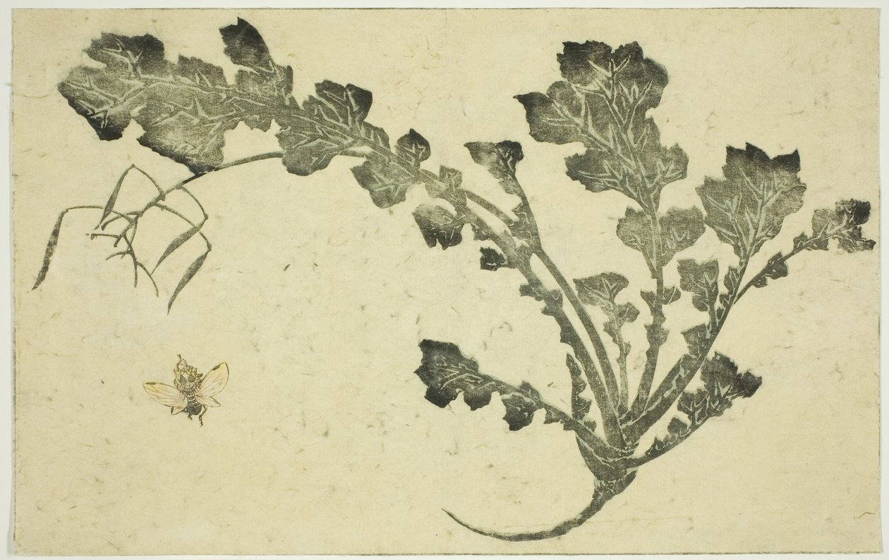 Wasp and Turnip Stalk, from "The Picture Book of Realistic Paintings of Hokusai" by Katsushika Hokusai