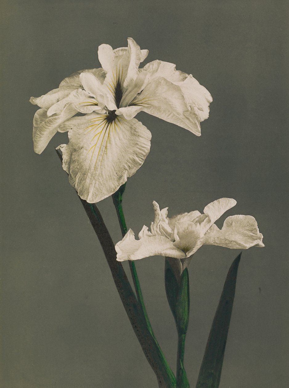 Iris Kaempferi, 1896 by Kazumasa Ogawa