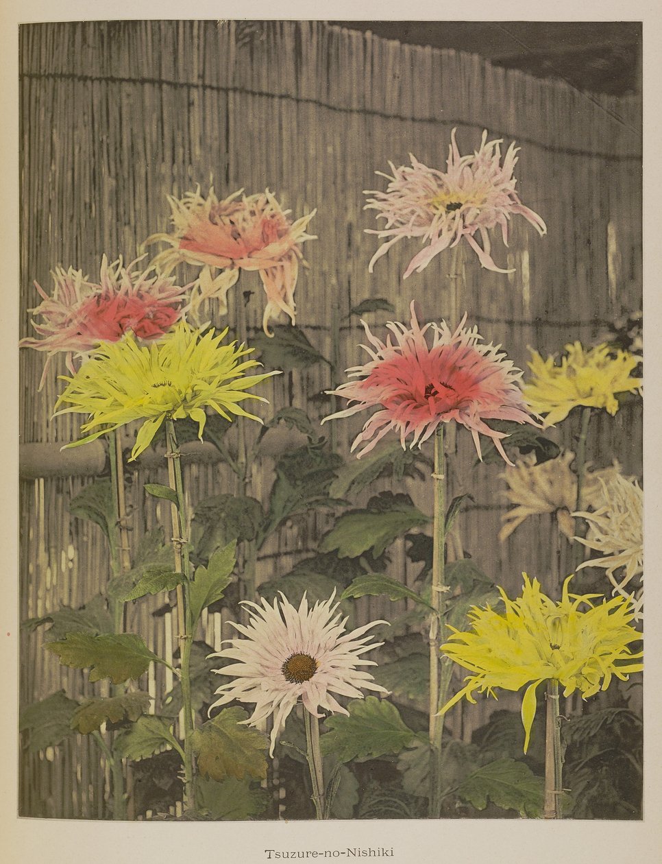 Tsuzure-no-Nishiki by Kazumasa Ogawa