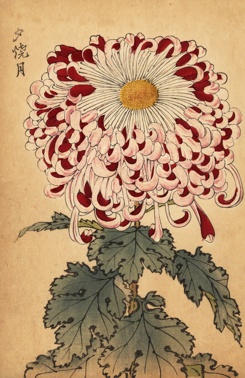 Hybrid crimson and white spoon chrysanthemum by Keika Hasegawa