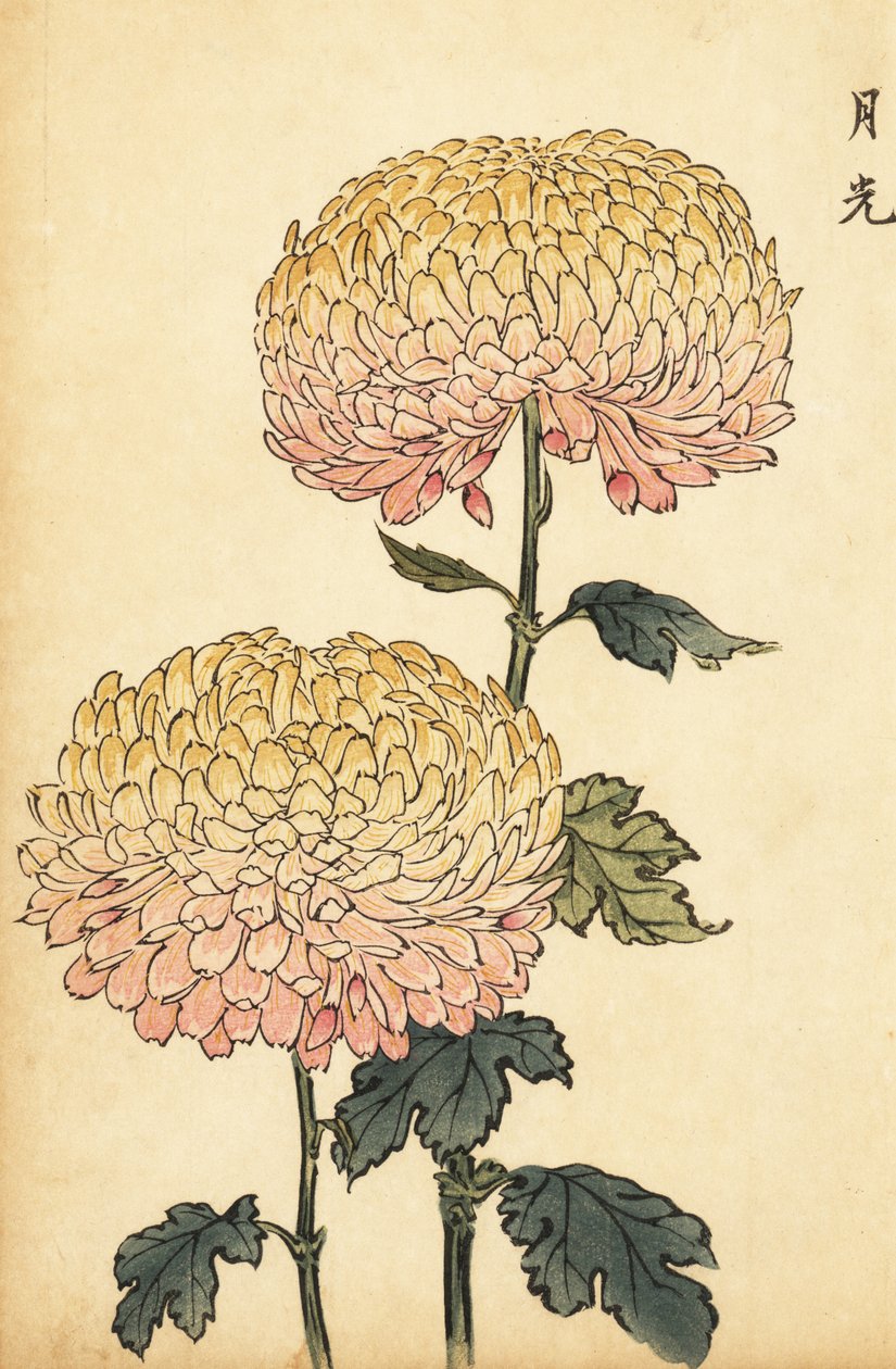 Hybrid gold and pink pompon chrysanthemum (engraving) by Keika Hasegawa