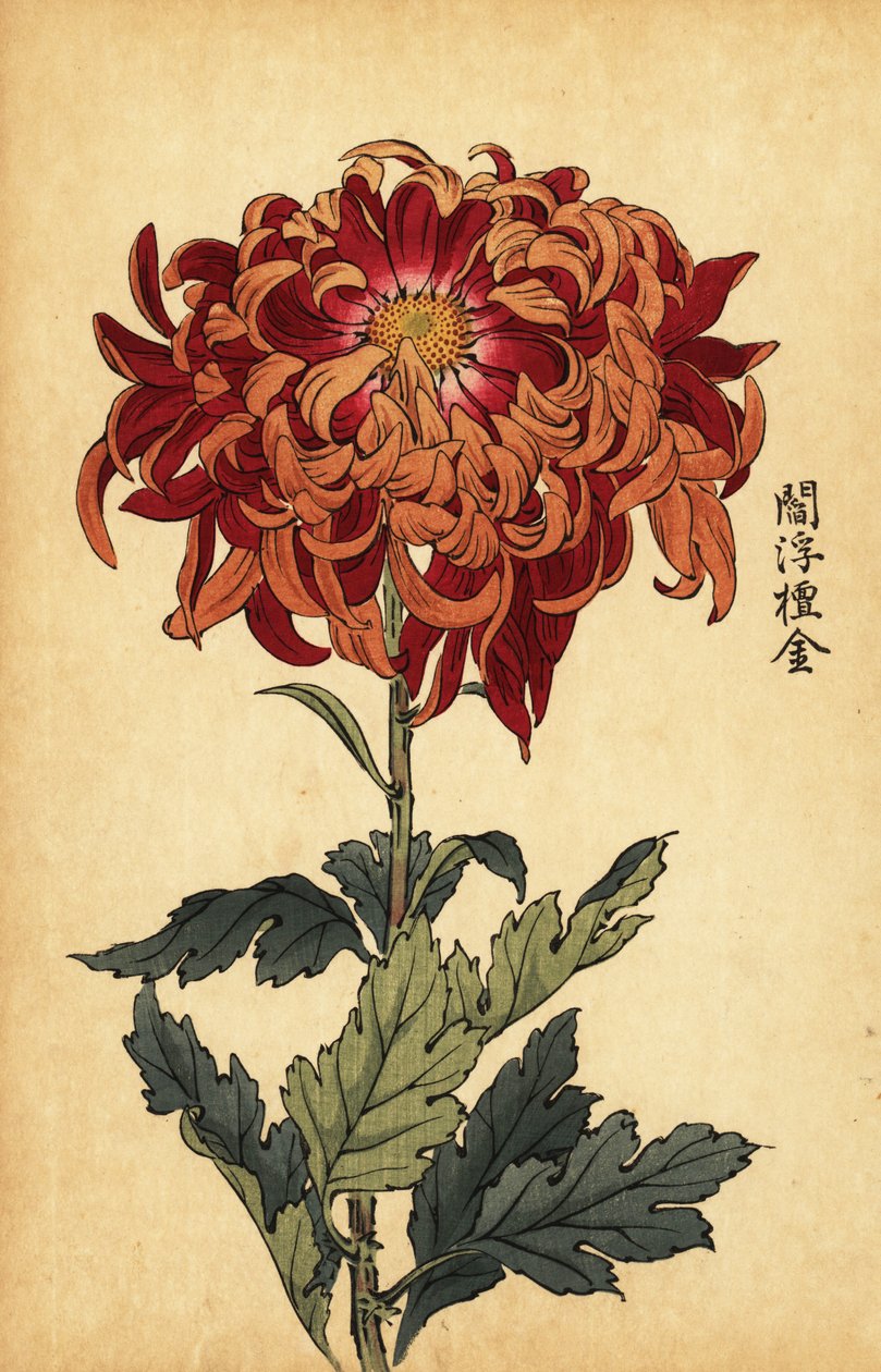 Hybrid orange and crimson chrysanthemum (1893) by Keika Hasegawa