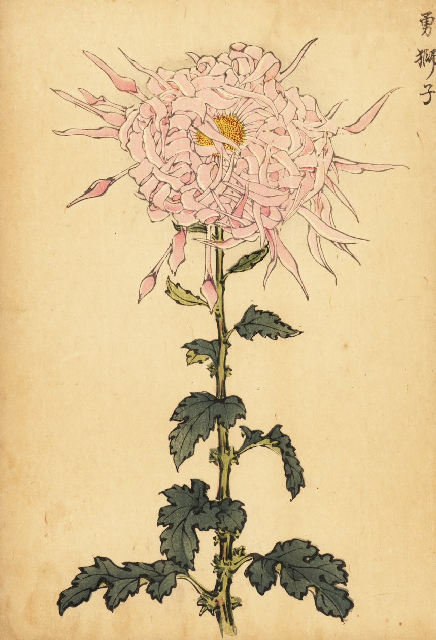 Hybrid Pink Spider Chrysanthemum, 1893 (engraving) by Keika Hasegawa