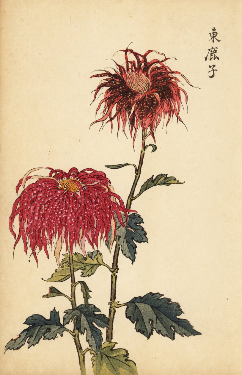 Hybrid spotted scarlet and pink quill chrysanthemum (1893) by Keika Hasegawa