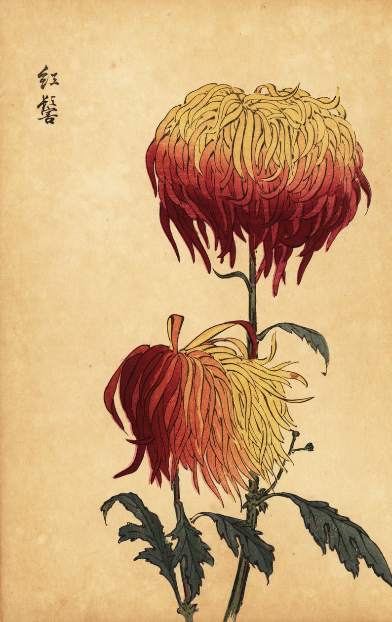 Hybrid variegated yellow, orange and crimson chrysanthemum by Keika Hasegawa